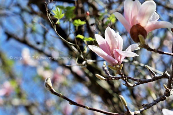 サラサモクレン 更紗木蓮 Magnolia Soulangeana 花名写真