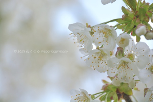 セイヨウミザクラ 西洋実桜 さくらんぼの花 花名写真 Ikebana Germany 花こころ