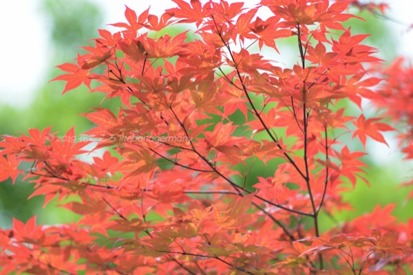カエデ 楓 モミジ 紅葉 いつも呼び名に迷う樹木 Ahorne