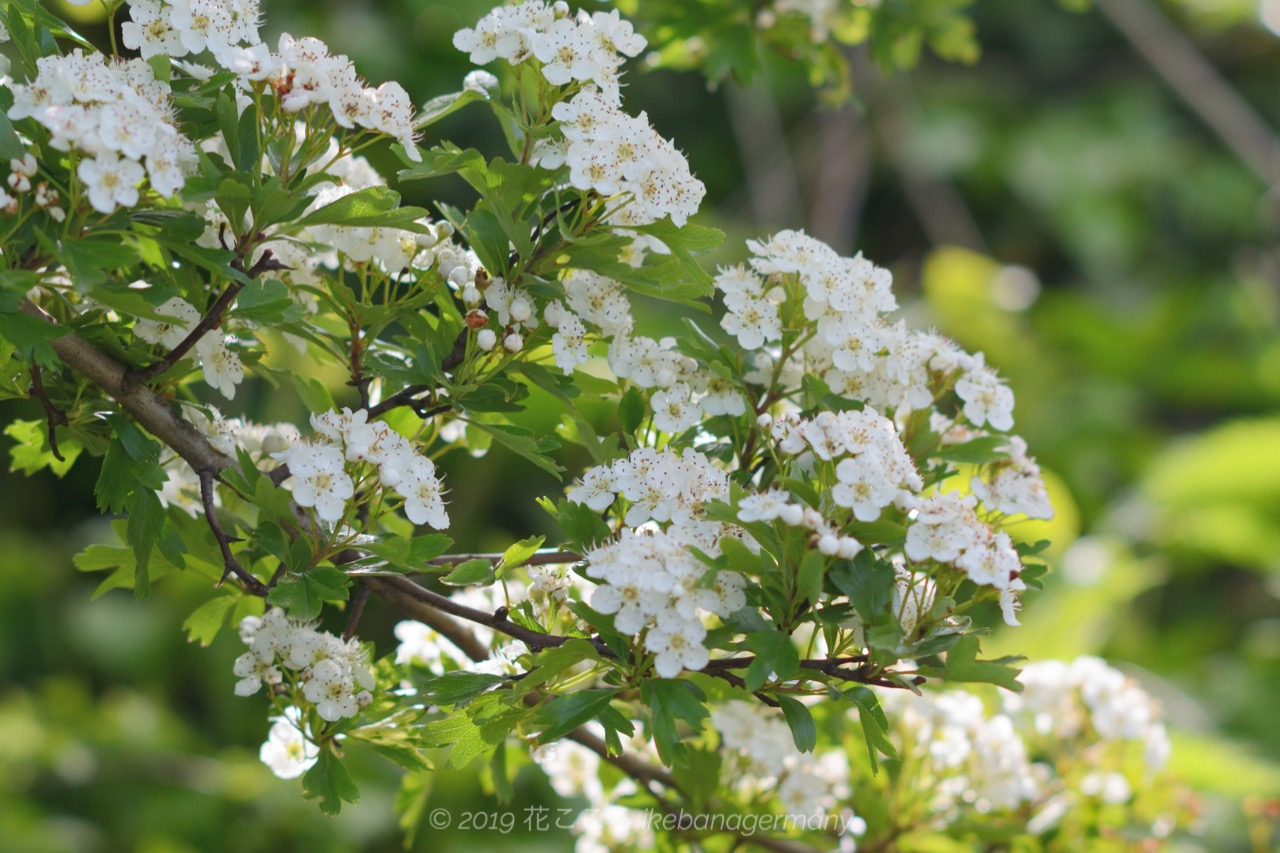 白い花の蕊が素敵なセイヨウサンザシ 西洋山査子 Crataegus Monogyna Ikebana Germany 花こころ