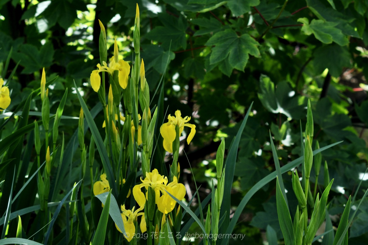 ドイツで見られる花 水辺に咲くキショウブ 黄菖蒲 Iris Pseudacorus Ikebana Germany 花こころ