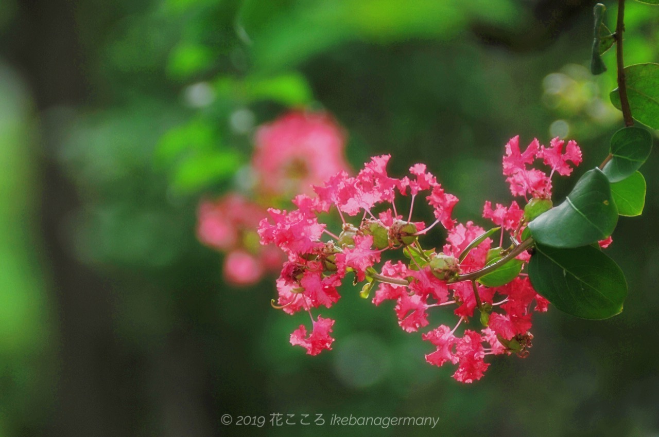 サルスベリ 猿滑 百日紅 Lagerstroemia Indica 真夏にも負けない可憐な花を咲かせる