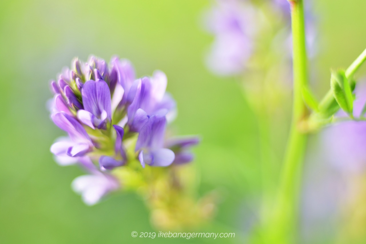 草原に咲く紫の可憐な花 ムラサキウマゴヤシ 紫馬肥やし Medicago Sativa
