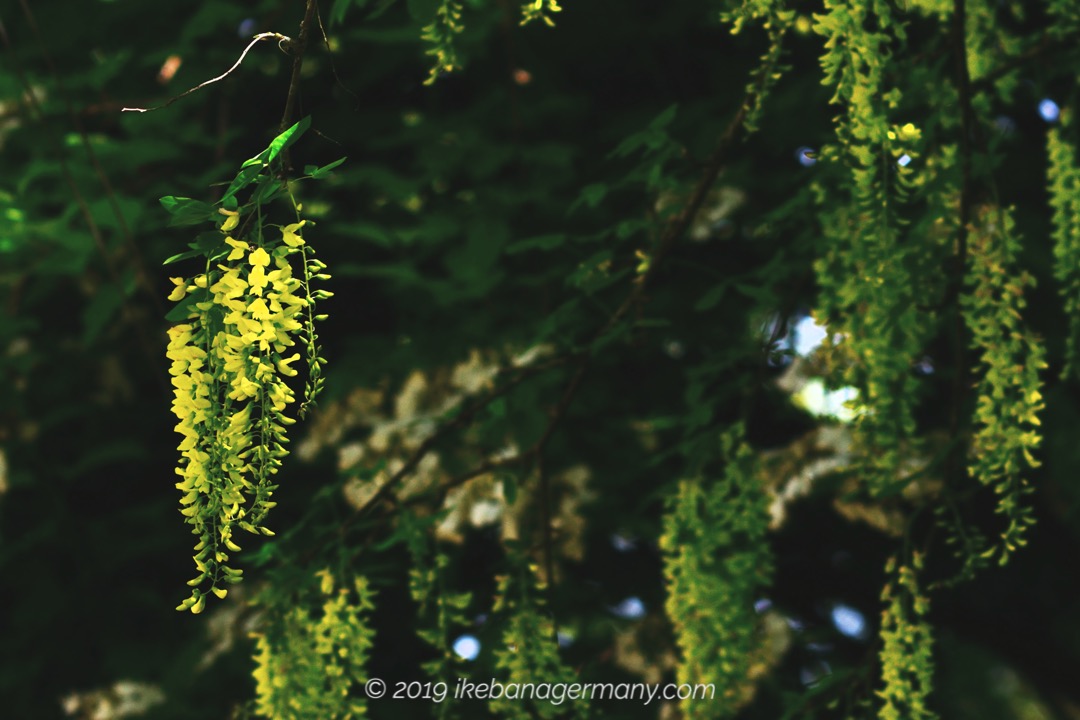 黄金の雨のように咲き誇るキングサリ 金鎖 Laburnum Ikebana Germany 花こころ