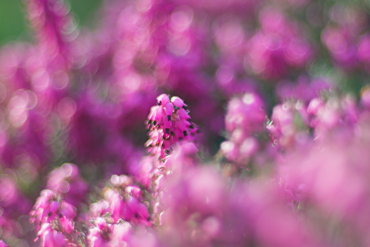 エリカ ダーレンシス Erica Darleyensis 濃いピンクで庭が華やぐ