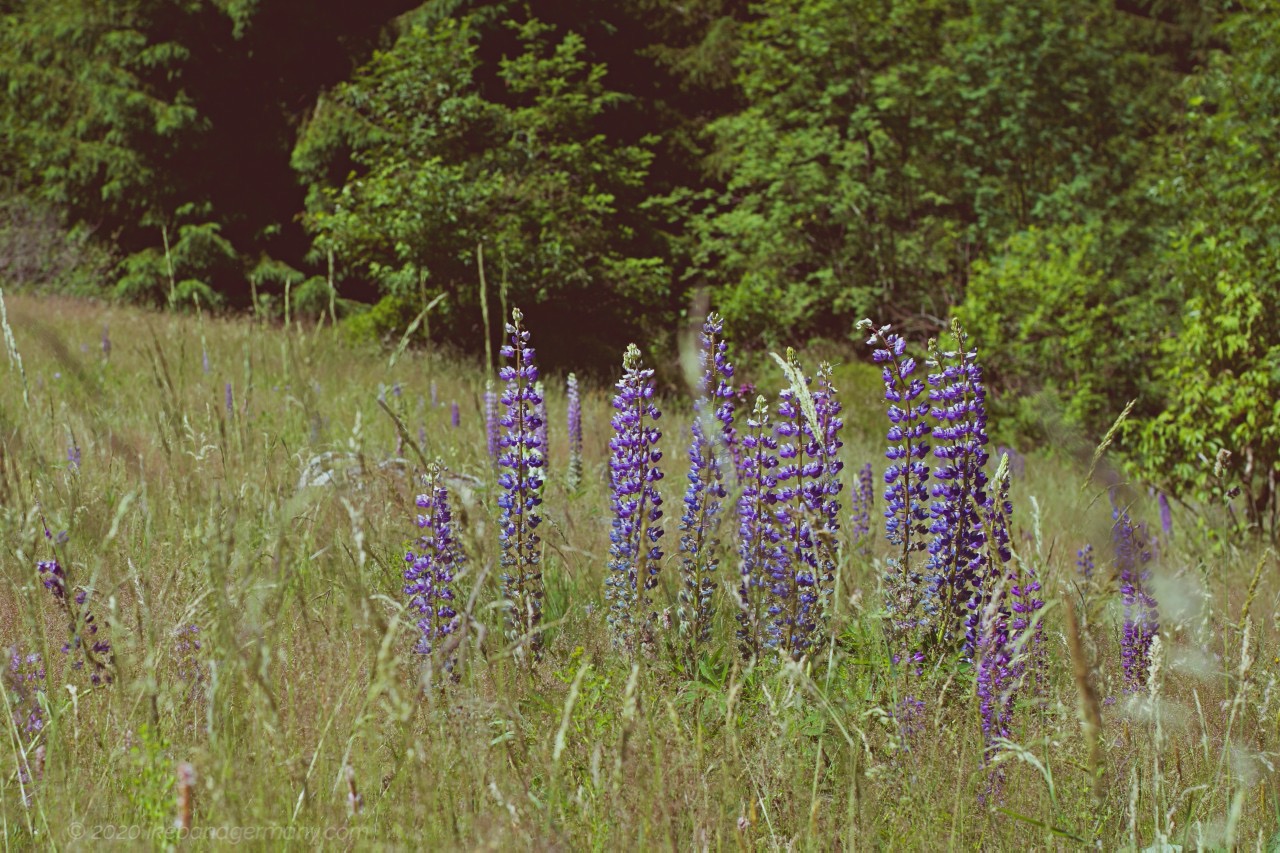 ルピナス ポリフィルス Lupinus Polyphyllus 草原に咲く青い剣のような花