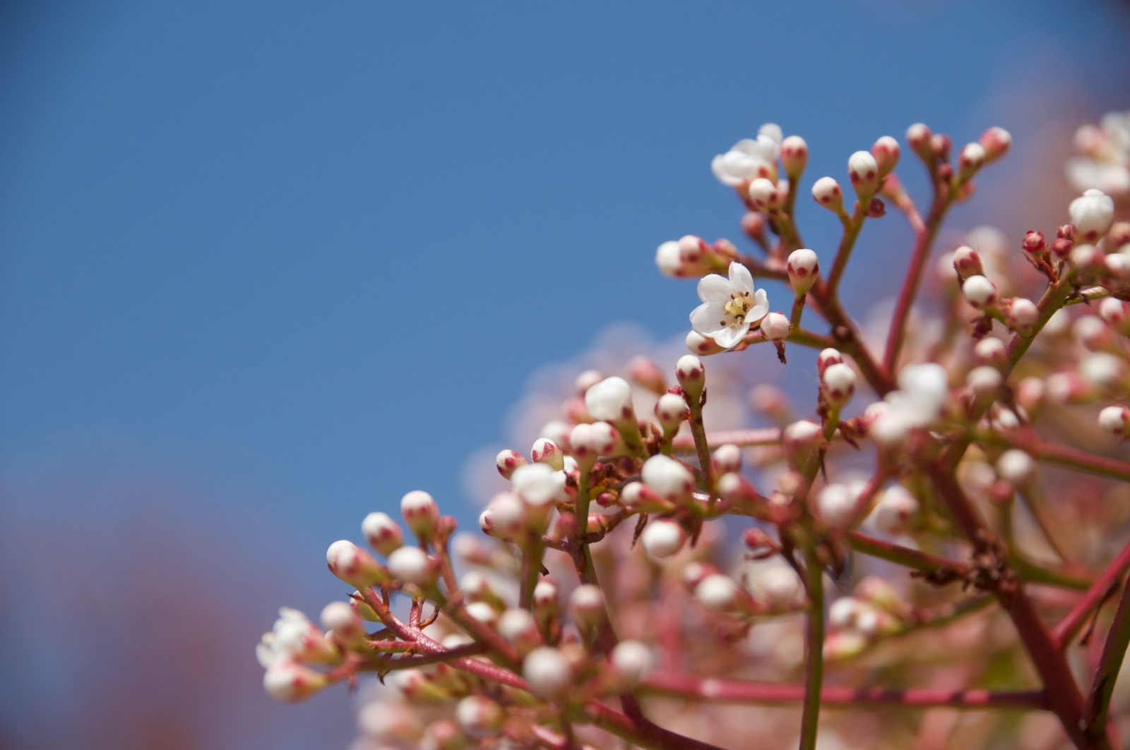レッドロビン 真っ赤な新芽に白い花 Photinia Fraseri Red Robin Ikebana Germany 花こころ