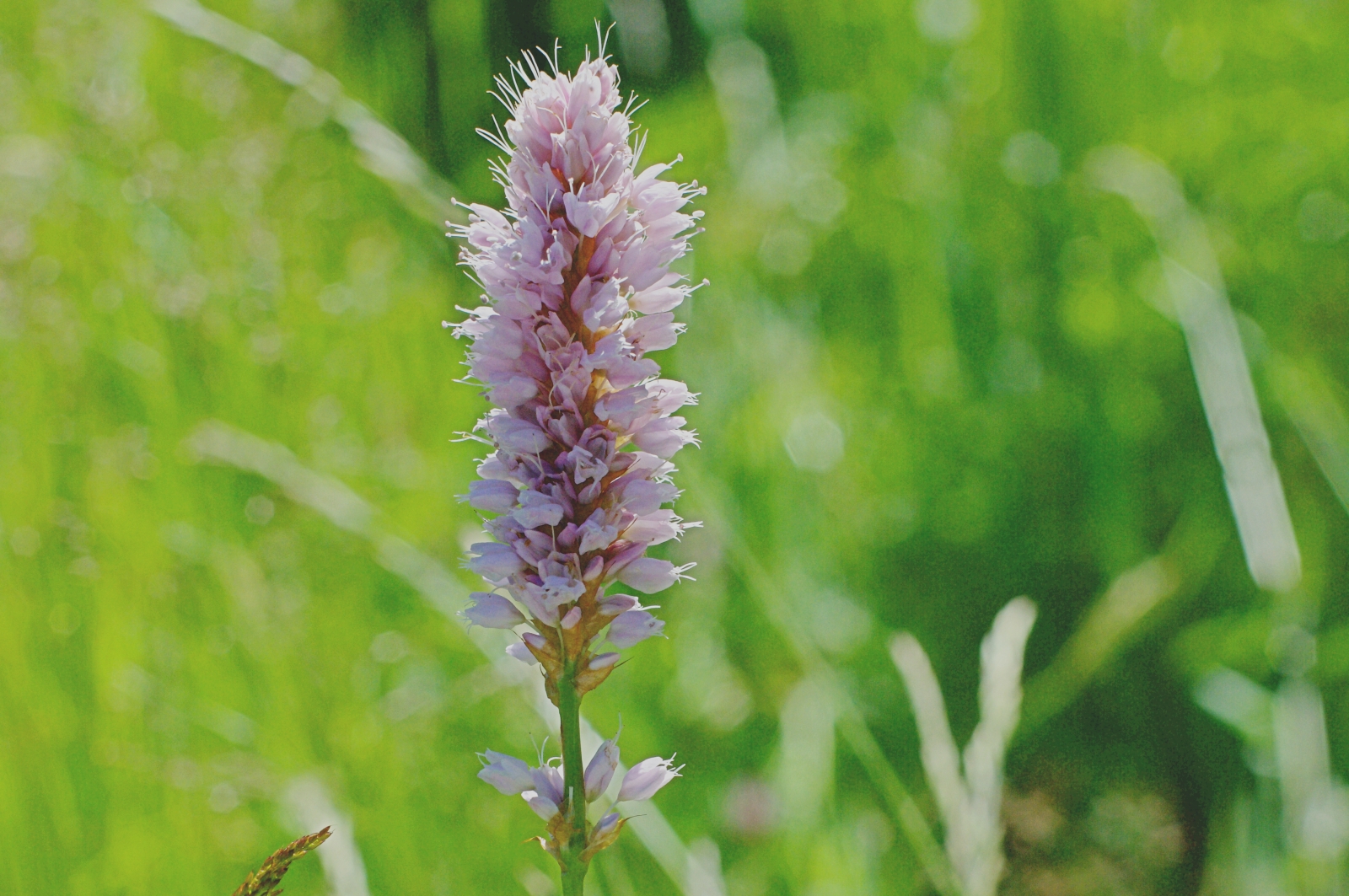 イブキトラノオ 伊吹虎の尾 と同じイブキトラノオ属 Bistorta Officinalis 草原に咲くピンクのボトルブラシのような花