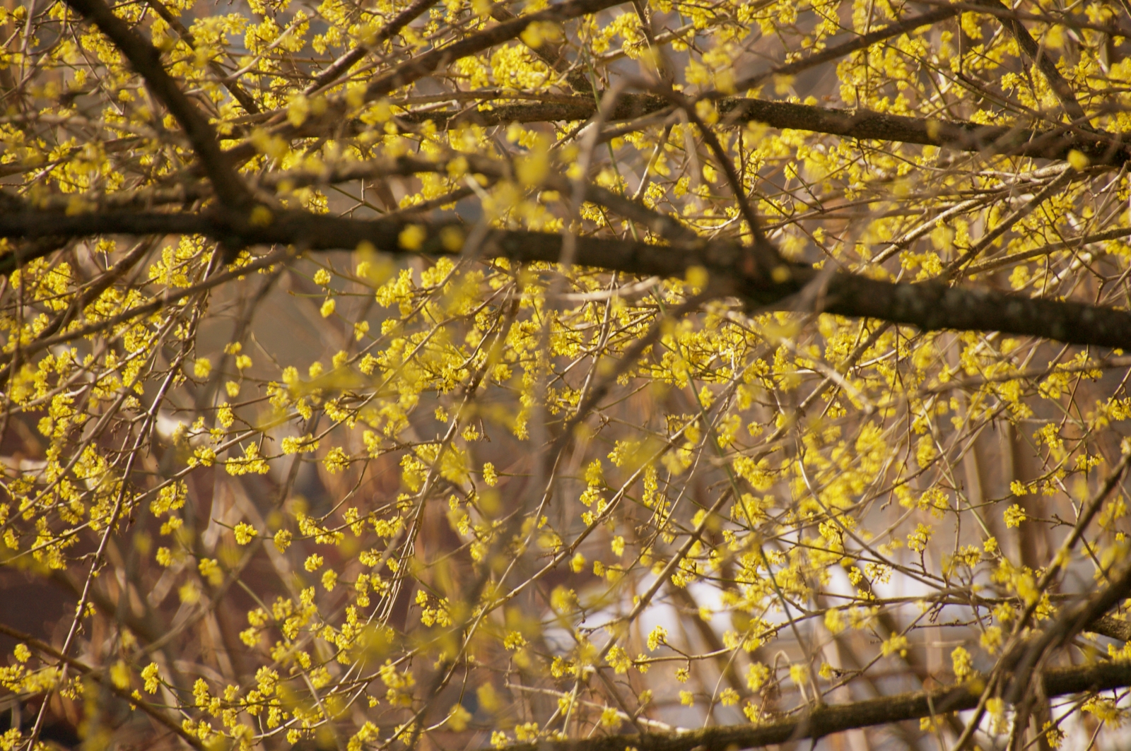 セイヨウサンシュユ 西洋山茱萸 Cornus Mas 春先に鮮やかな黄色い花木