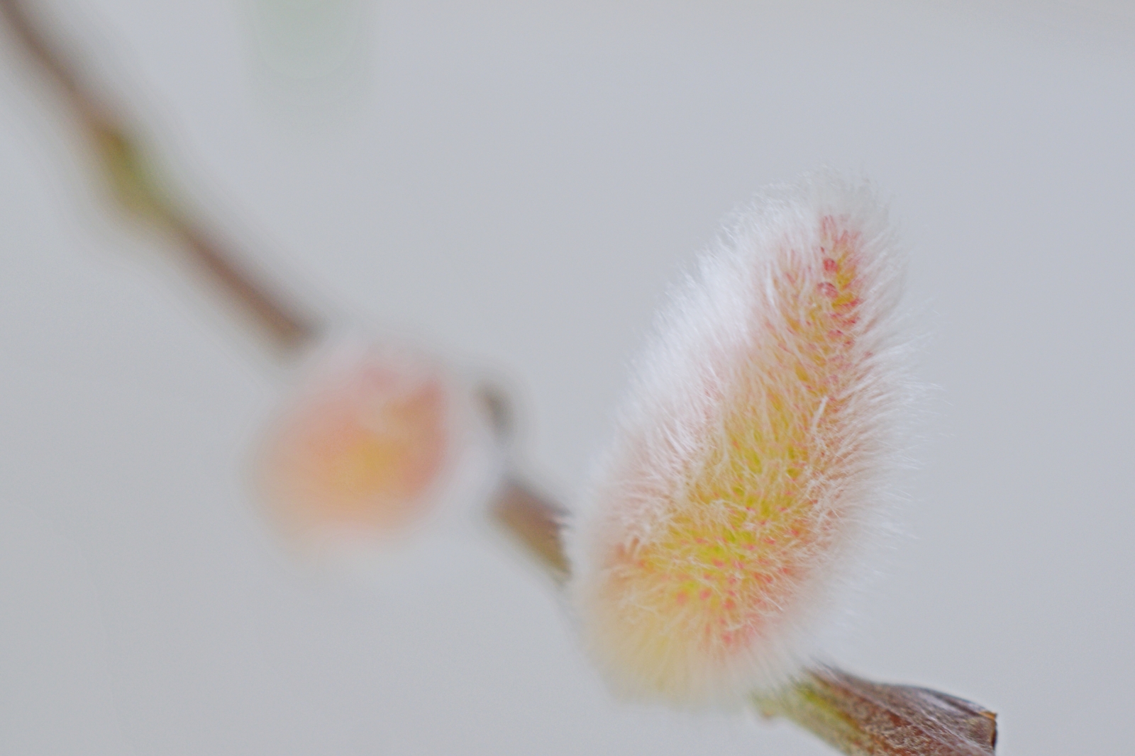 ヤナギ Salix 種類が多いのですが一般的にはネコヤナギ 猫柳 Ikebana Germany 花こころ