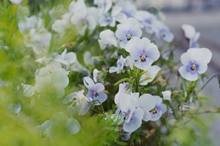 Spiraea Vanhouttei コデマリに似ている花 花名写真