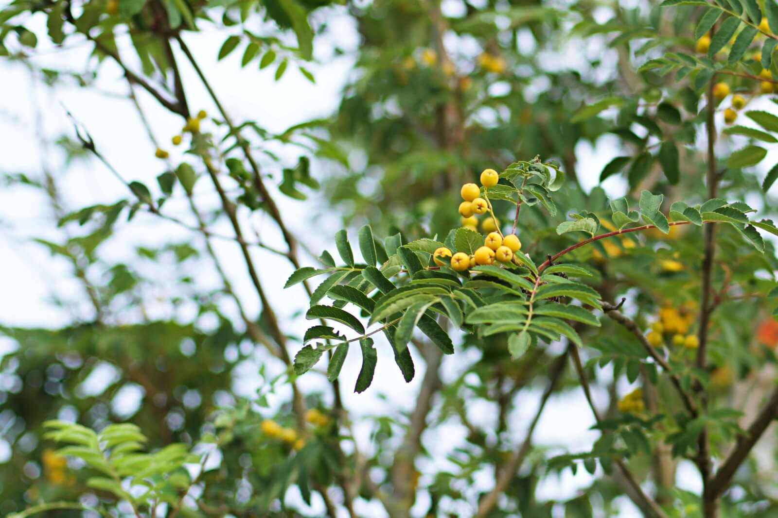 セイヨウナナカマド 西洋七竈 西洋七竃 Sorbus Aucuparia オレンジの実が印象的な樹木