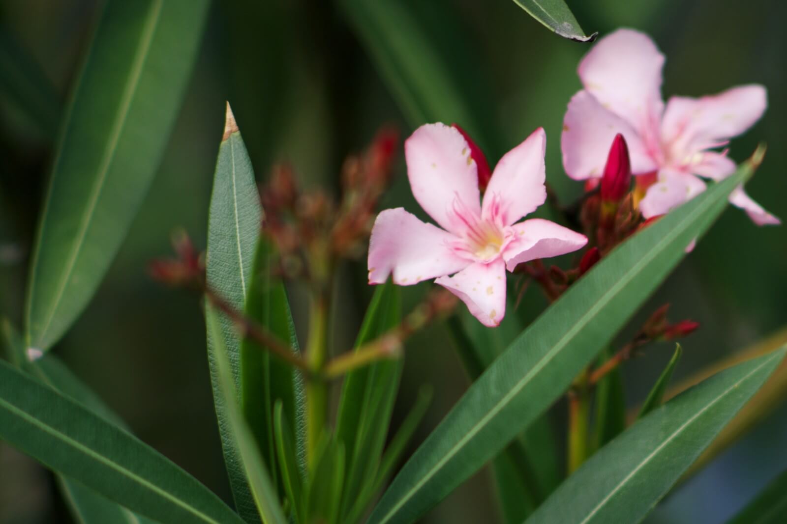 セイヨウキョウチクトウ 西洋夾竹桃 Nerium Oleander 強力な生命力と毒を持ってるので鉢植えがオススメ