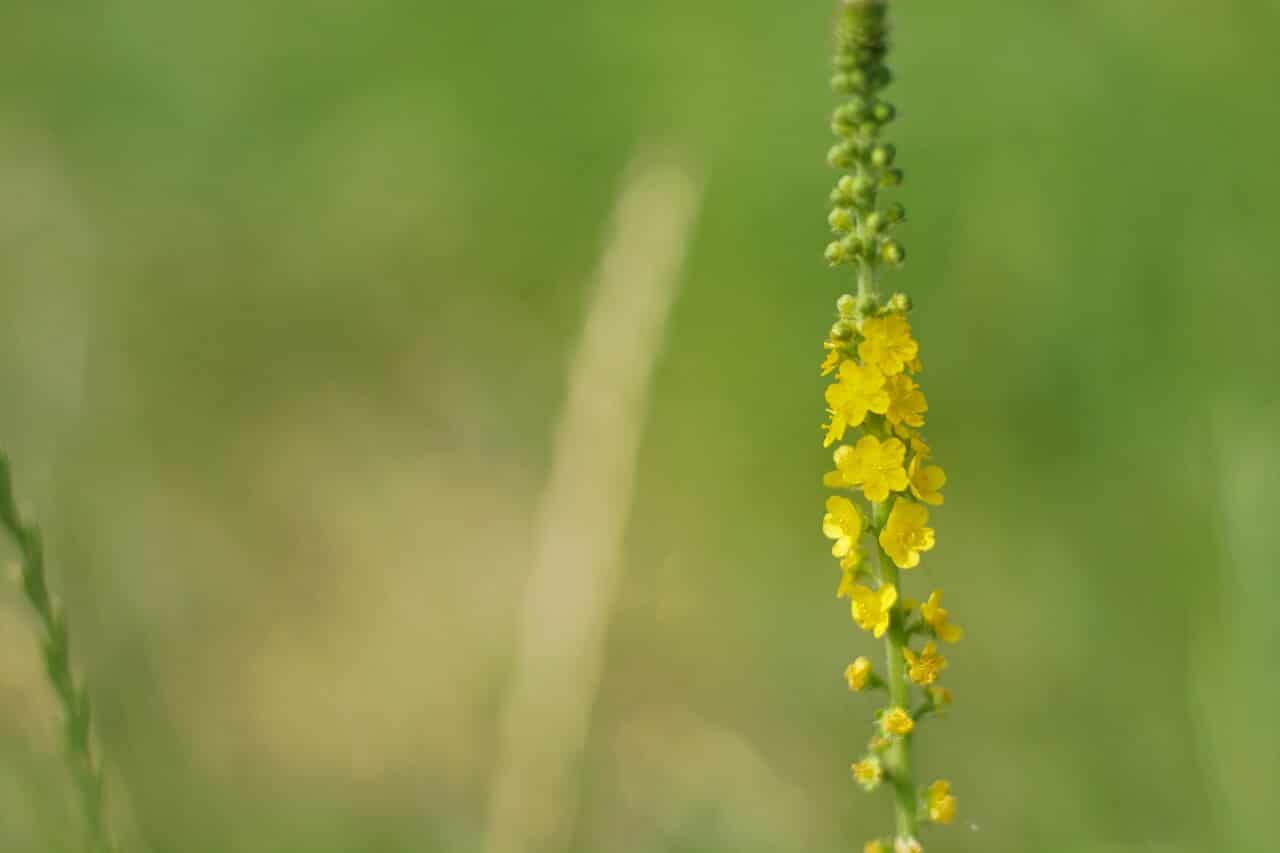 セイヨウキンミズヒキ 西洋金水引 Agrimonia Eupatoria 細長くて繊細な黄色い花