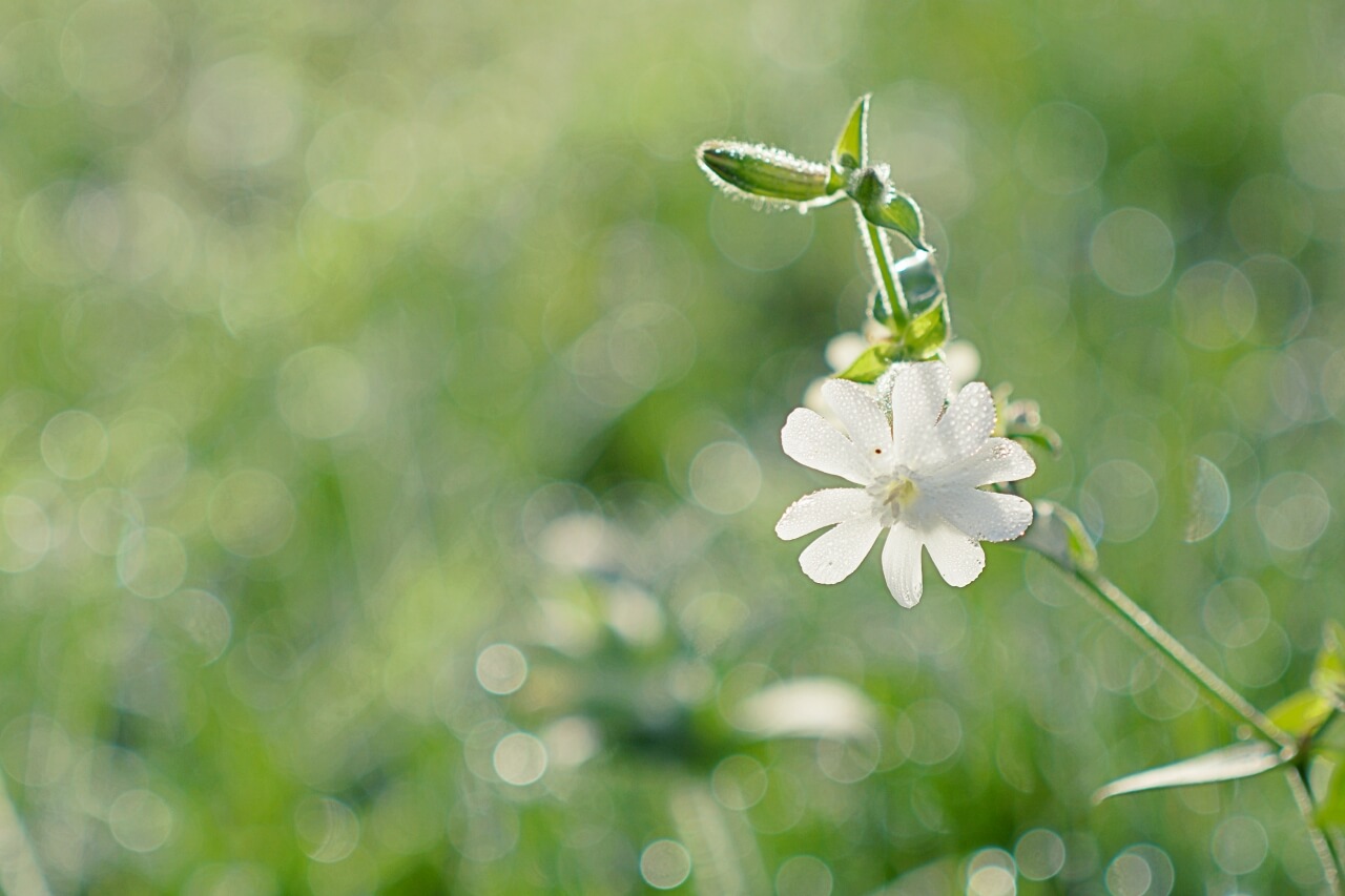 マツヨイセンノウ 待宵仙翁 Silene Latifolia 陽光と朝露で輝く白い花