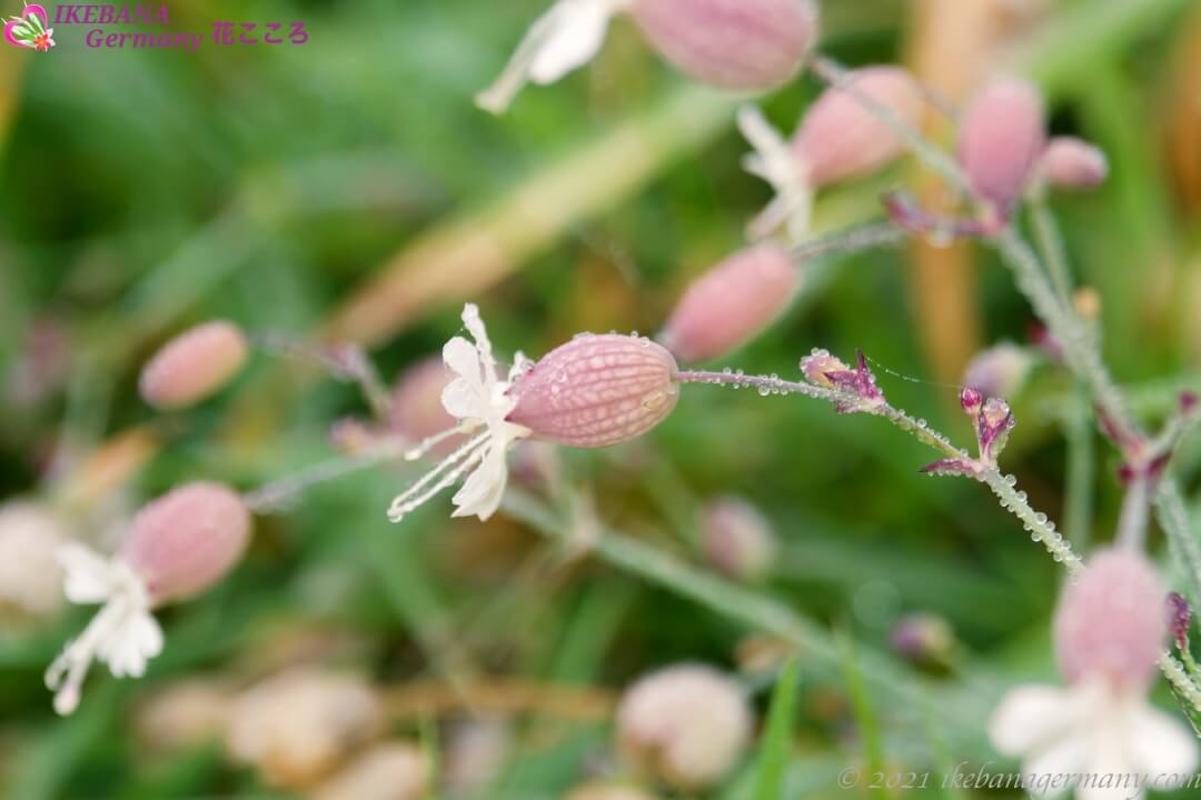 シラタマソウ 白玉草 Silene Vulgaris 初夏から秋にかけて咲く花
