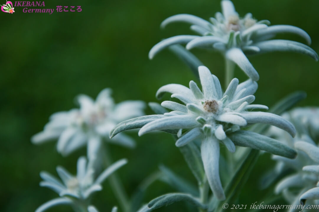 セイヨウウスユキソウ 西洋薄雪草 Leontopodium Nivale エーデルワイスとして知られている花