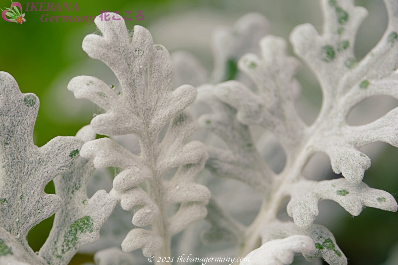シロタエギク 白妙菊 Senecio Cineraria 花よりも涼しげな白い葉が特徴的