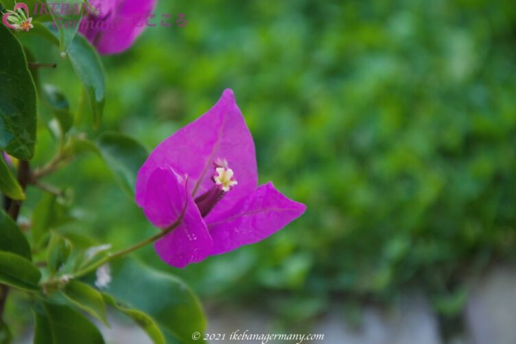 花名写真 Flower S Name And Photos Ikebana Germany 花こころ