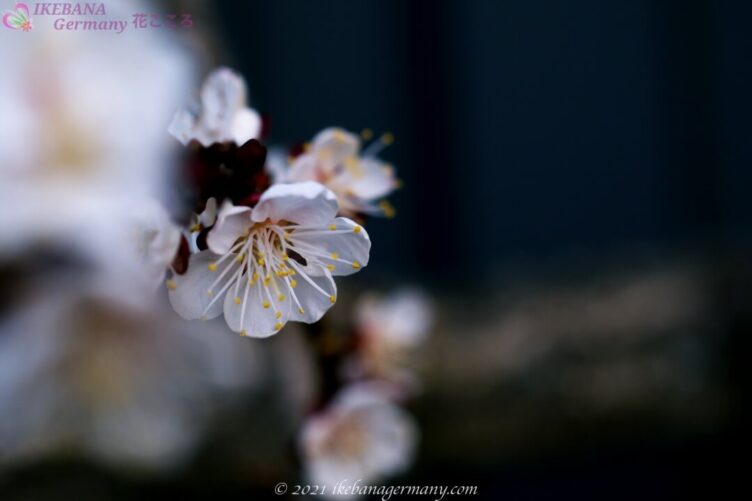 バラ科 Ikebana Germany 花こころ